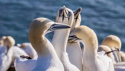 九游娱乐官网 (jiuyou)-广东不敌上海，遗憾结束季后赛征程，19至20赛季广东打上海