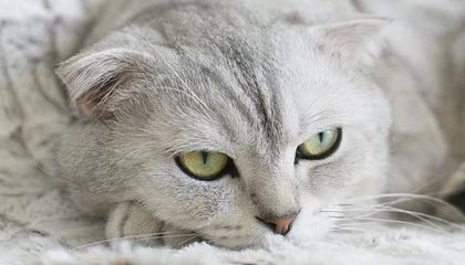 九游9游-法国队队长：输给墨西哥，服！，法国队coman