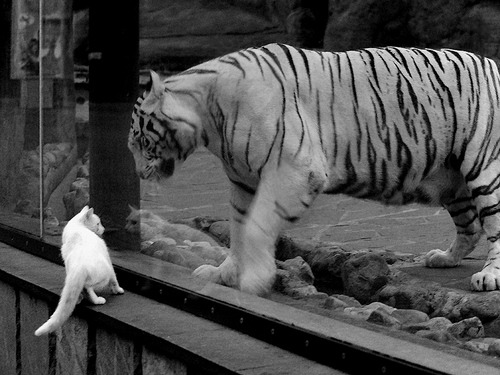 中国男篮强调位置灵活性增强应变力,中国男篮之队