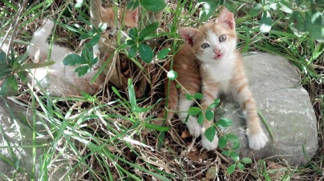 中国足球文化复兴的现实难题,中国的足球文化知识