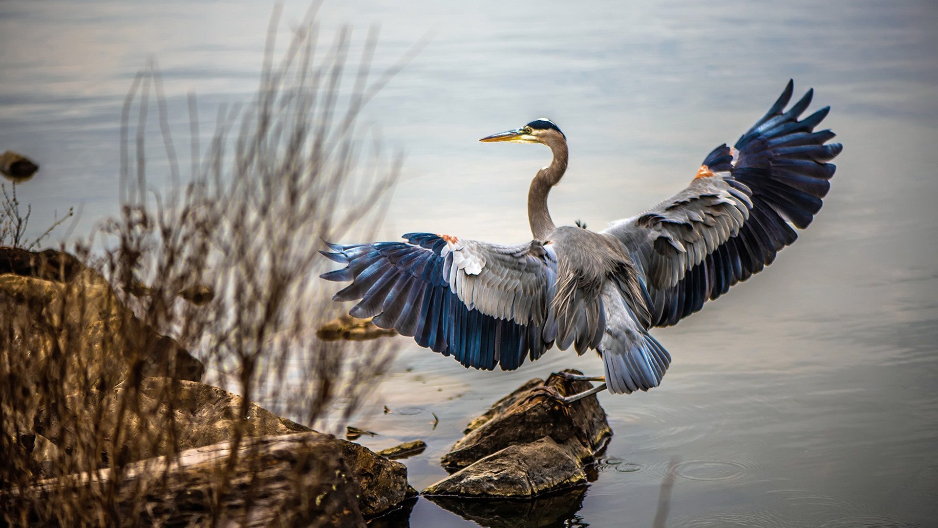 冲刺50米表现对比:中国终段更凶猛,50米冲刺视频