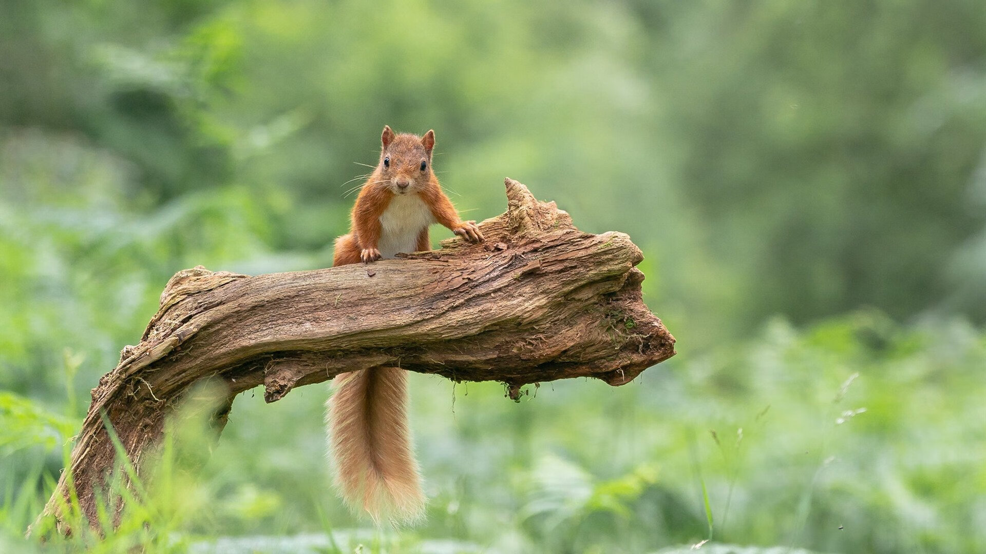九游app下载中心-查尔莫斯领跑100自预赛，查尔莫斯防守怎么样