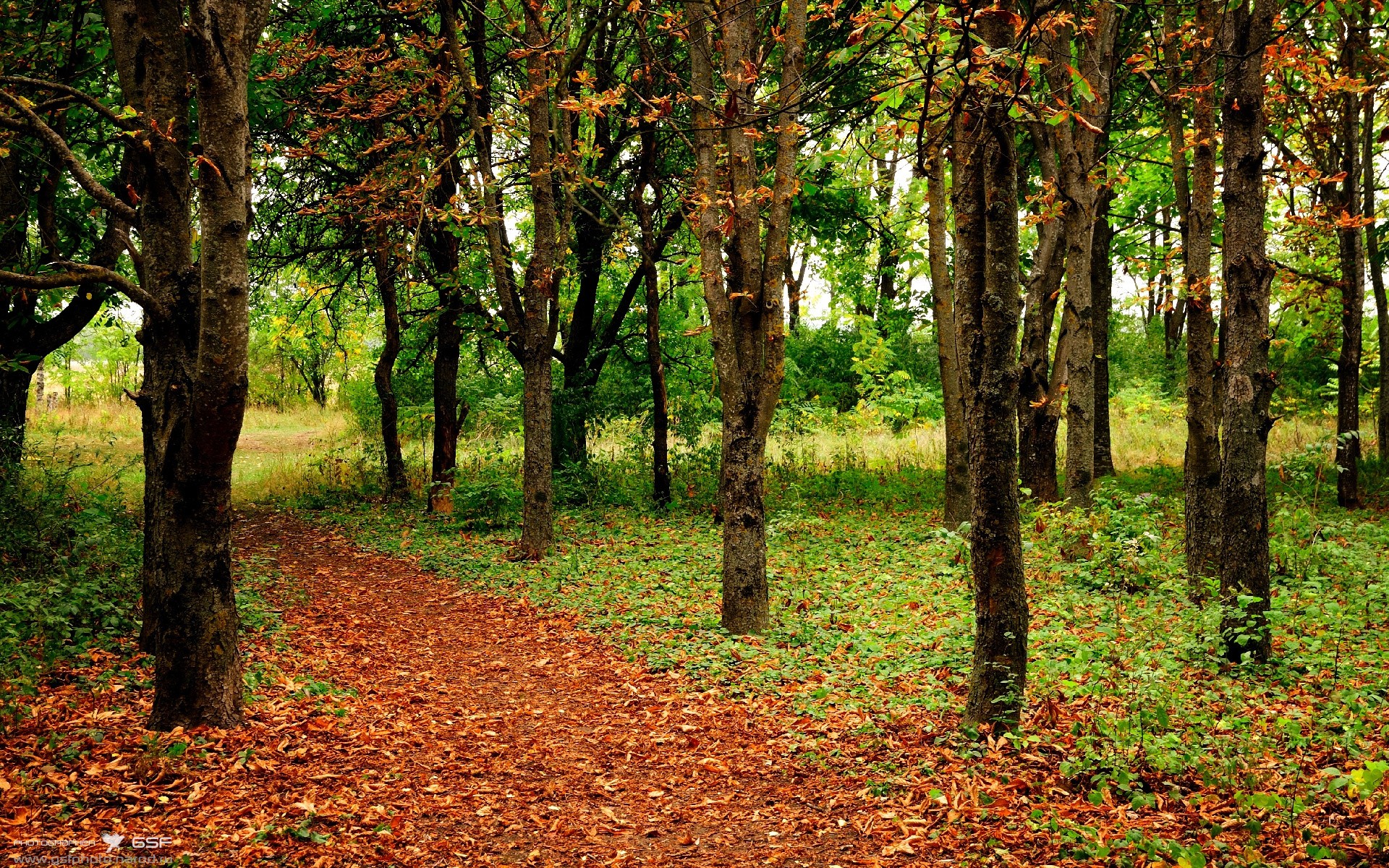 “亚戈·卡尔曼的防守反击技术,助阿根廷美洲狮队迎接新挑战”