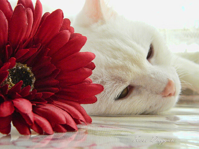 JIU YOU GAME-“南非羚羊队的得分利器：诺克·达维德·彼得森”