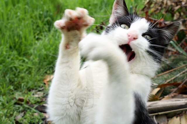 Jiu You-世界杯惊喜不断：激动人心的精彩片段！，世界杯精彩瞬间视频