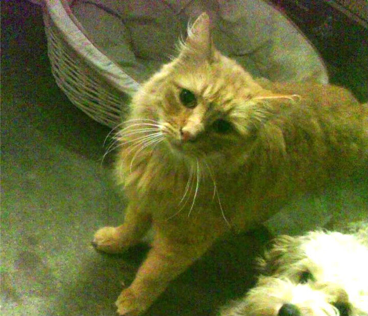 全黑队的进攻威胁不断,球队打法令对手难以应对,全黑队战舞