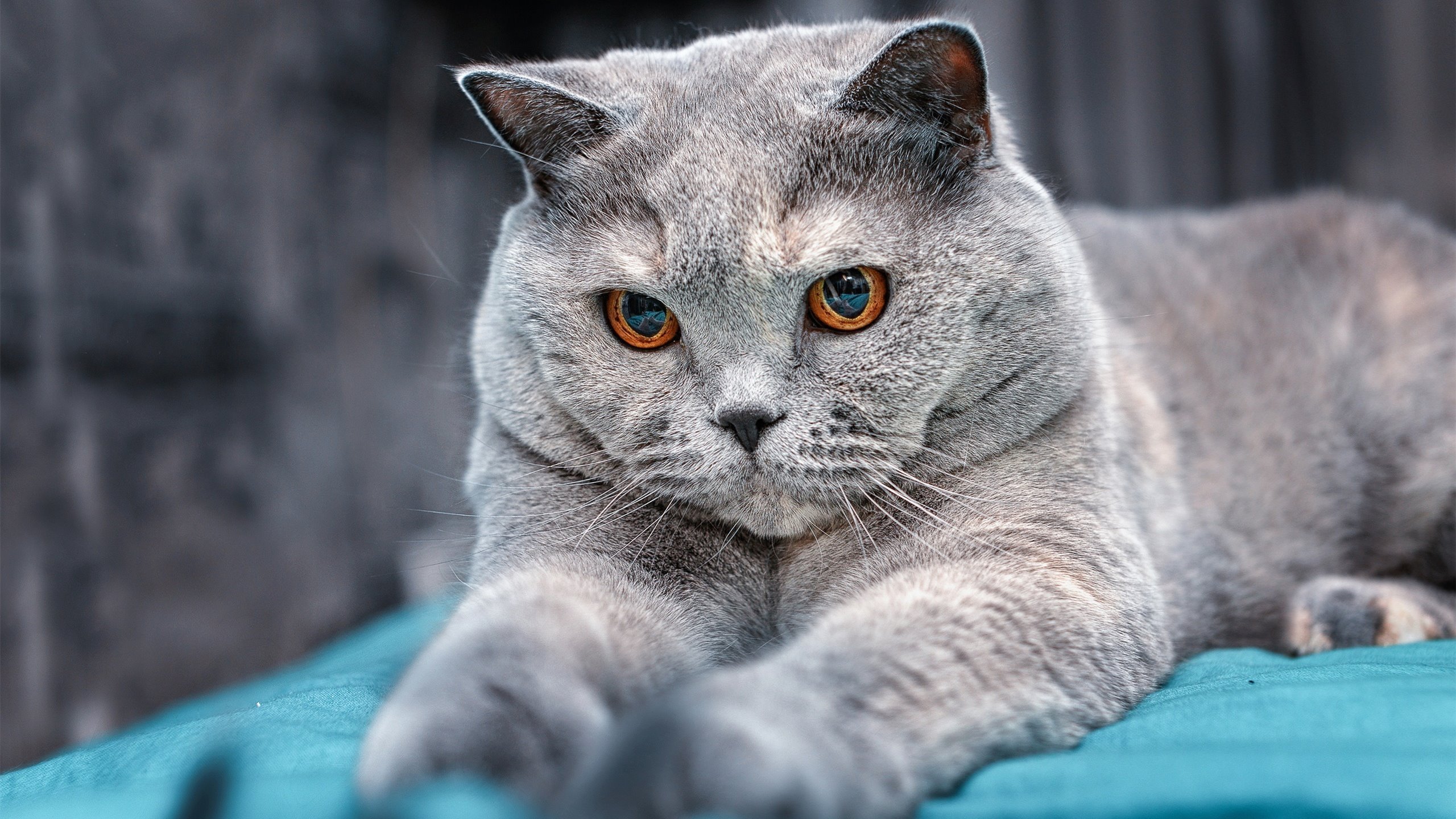 女子足球裁判员培训体系完善提升赛事判罚质量，足球女裁判搞笑视频