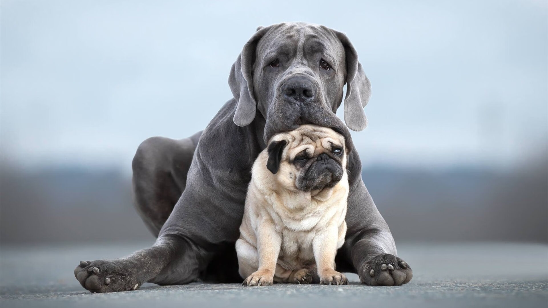 澳大利亚袋鼠队再度崛起,目标锁定橄榄球冠军,澳大利亚袋鼠强壮